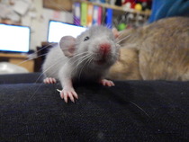 Can we have a Mumsnet pet?