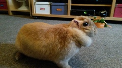 To not bother with rabbit insurance