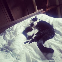 Introducing a kitten to existing cat.. Not sure this is going well
