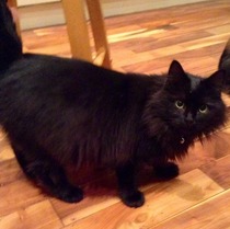 Musing on moggies