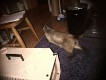 We can have a cat, we can have a cat, DH says we can have a cat!!