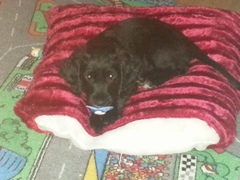 Sprocker, Cocker, springer or King Charles?