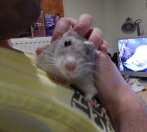 Can we have a Mumsnet pet?