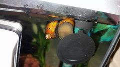 Mystery of the Snail Shell