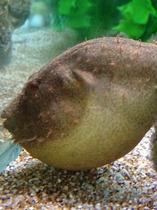 Can we have a Mumsnet pet?