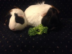 How they have grown...