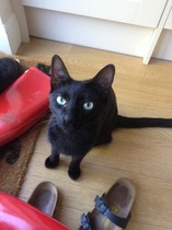 The 'POWER' of Mumsnet; looking for a Siamese/Oriental type cat