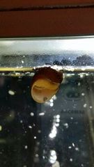 Mystery of the Snail Shell