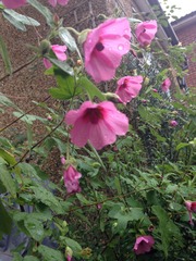 Autumn is a second spring when every leaf is a flower.