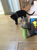 The 'POWER' of Mumsnet; looking for a Siamese/Oriental type cat