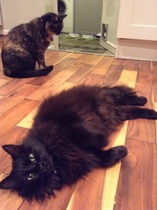 Musing on moggies