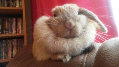 To not bother with rabbit insurance