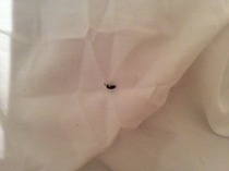 To move rooms so as not to share my pillow with