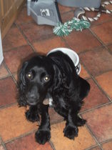 Sprocker, Cocker, springer or King Charles?