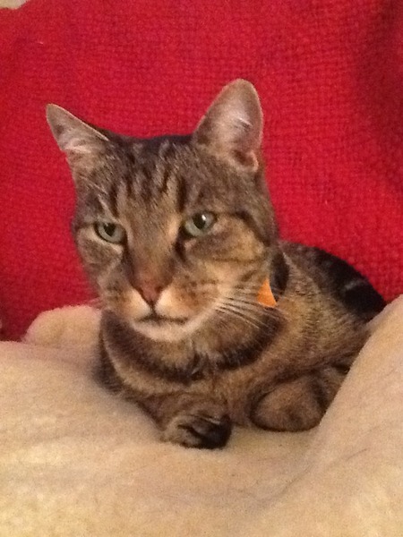 hope you all have a happy catmus