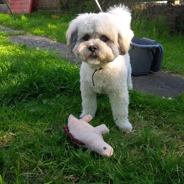 Who's your Doggy Sidekick? Share your love with #AnnieMovie and you could be in the chance of winning £150 worth of High Street Vouchers and a Sandy Plush Toy! NOW CLOSED