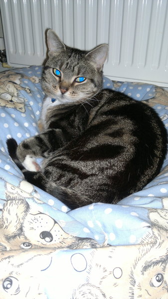 The 17th home for lovely upduffed viroids - Toni Braxtons, pumping, arse rain and hospital parking charges.... its all going on in the JS Grads Fred!!