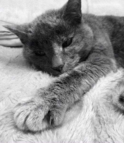 Waiting to see if cat needs to be pts