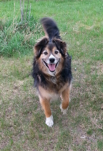 Do you have a picture of your happy dog that you wouldn't mind posting and me using on my page?