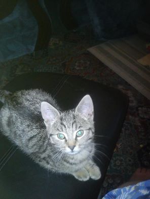 Cat photo thread
