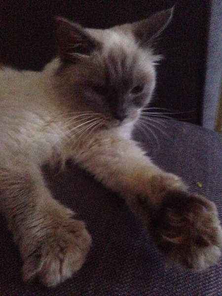 Adopted Ragdoll