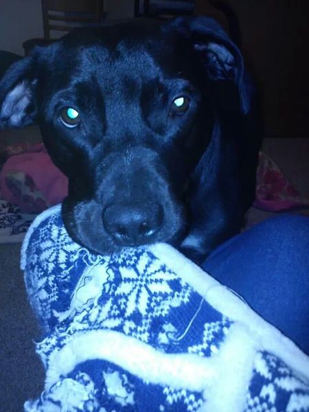 Do you have a picture of your happy dog that you wouldn't mind posting and me using on my page?