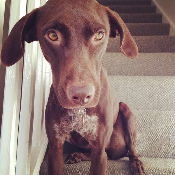 My rescue dog keeps rolling in stinky poo.
