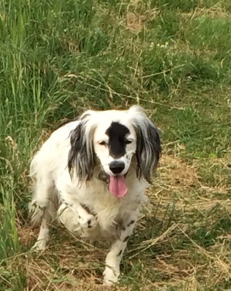 Do you have a picture of your happy dog that you wouldn't mind posting and me using on my page?