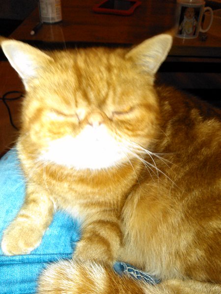 Cat photo thread