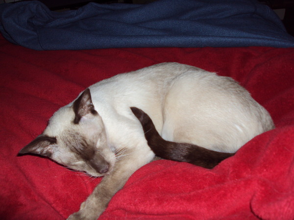 Cat photo thread