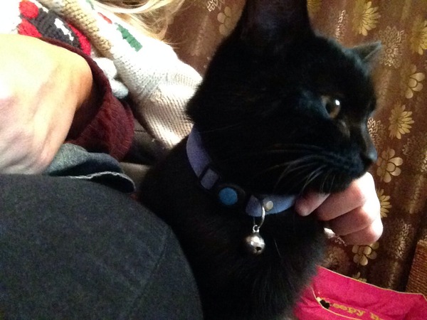Today we are adopting 2 kittens