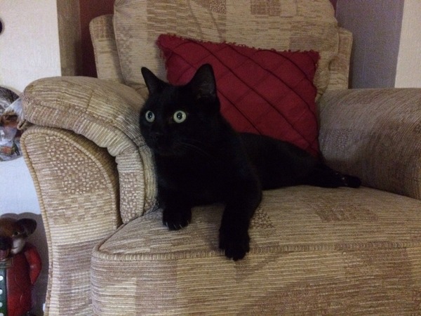 Cat photo thread
