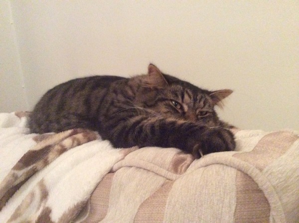 Cat photo thread