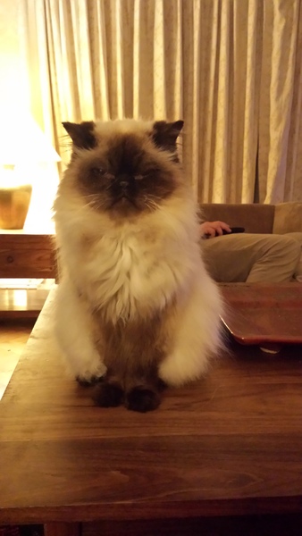 New Persian cat