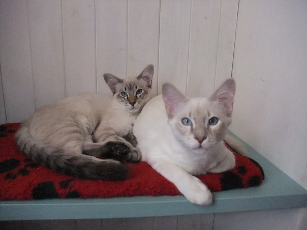Cat photo thread