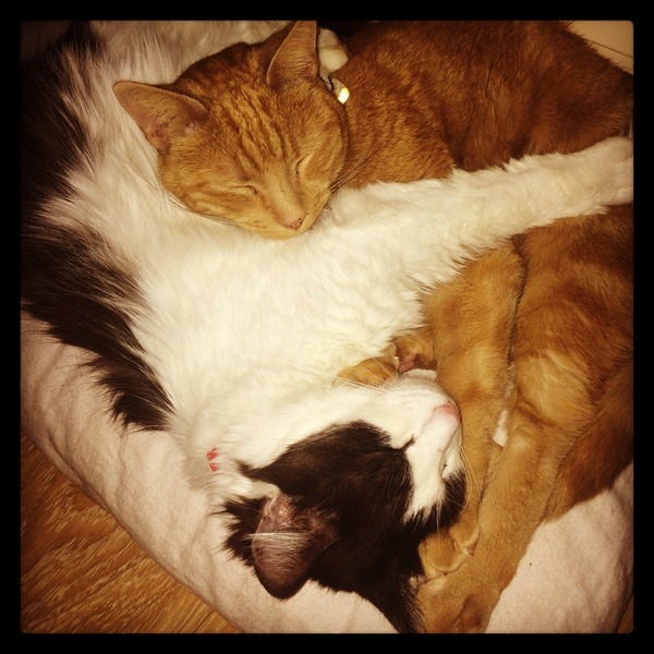 Cat photo thread