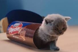 Why do my cat's paws smell of digestive biscuits?