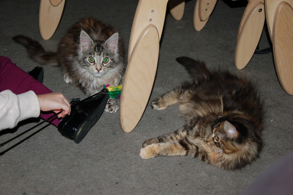 15 week old Maine Coons!