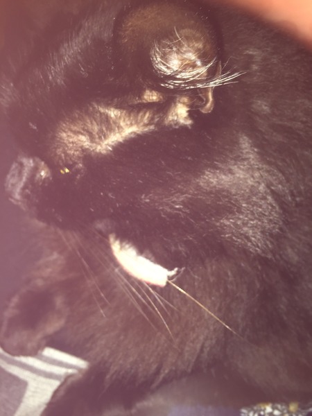 Cat photo thread