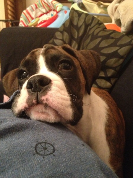 Do you have a picture of your happy dog that you wouldn't mind posting and me using on my page?