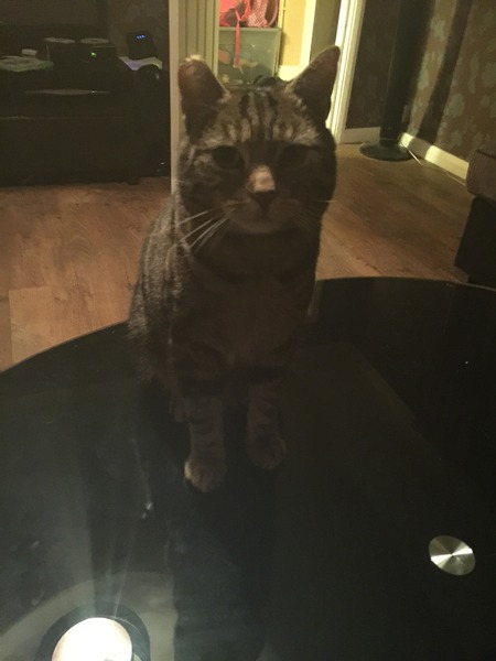 Cat photo thread