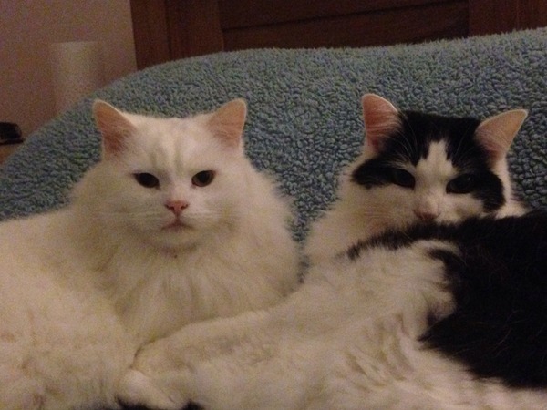 Cat photo thread