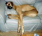 Do you have a picture of your happy dog that you wouldn't mind posting and me using on my page?