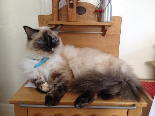 Adopted Ragdoll