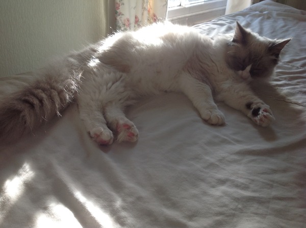 Feeling overwhelmed by new cat