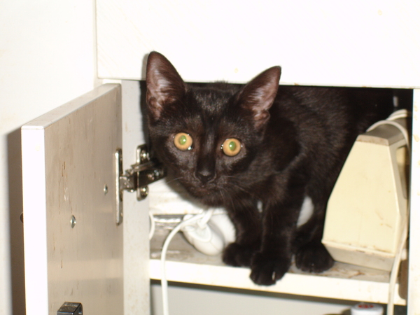 Cat photo thread