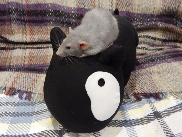 Super Furry Animal Photos - you know you want to...