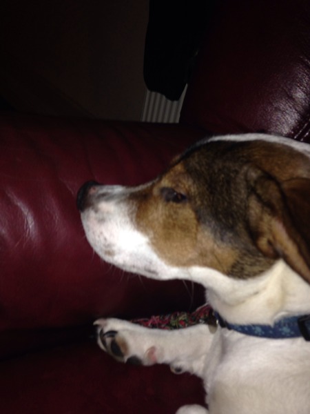 Puppy has just really gone for ds :(