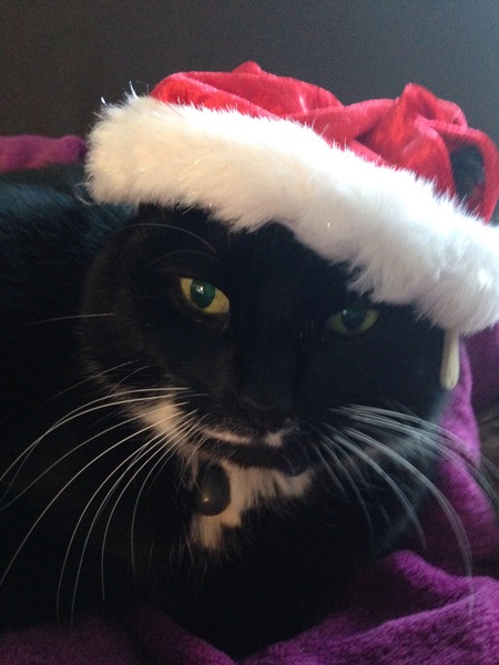 Cat photo thread