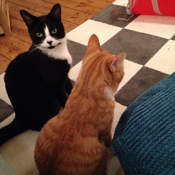 Cat photo thread